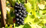 Uva Pinot Meunier - Verzenay - Champagne