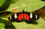 Mariposa Alas rojas y Negras - Volcan Arenal