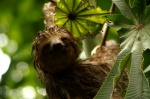 Sloth in Celeste River - Volcan Tenorio National Park