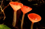 Mushrooms in Cahuita National Park