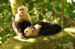 Monkeys in Manuel Antonio