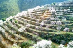 Almond Blossom in La Alpujarra