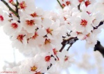 Almond Blossom - Alpujarra - Granada