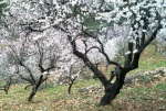 Almond trees in bloom - Granada