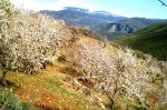 Almond Blossom in the Alpujarra - Granada