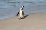Pingüino en Betty's Bay