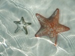 Estrellas de mar en Cayo Largo
