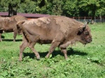 Bisonte en Bialowieza