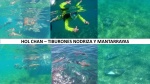HOL CHAN, NADANDO CON TIBURONES NODRIZA Y MANTARRAYAS