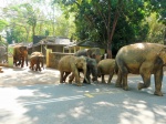 Orfanato de elefantes de...