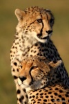 cheetah maasai mara savannah