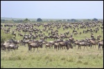 Ñus - Gran Migración en Masai Mara