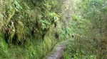 MADEIRA - LEVADA DO CALDEIRAO VERDE