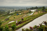 Arrozales de Jatiluwih Bali