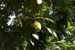 Plantacion de especies