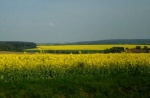 Los amarillos campos checos
