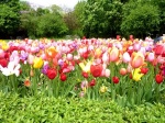 Tulipanes en Vondelpark