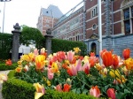 Tulipanes en el Rijksmuseum