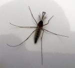 mosquito
