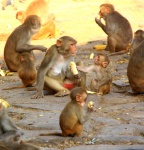 MONOS COMPARTIENDO COMIDA