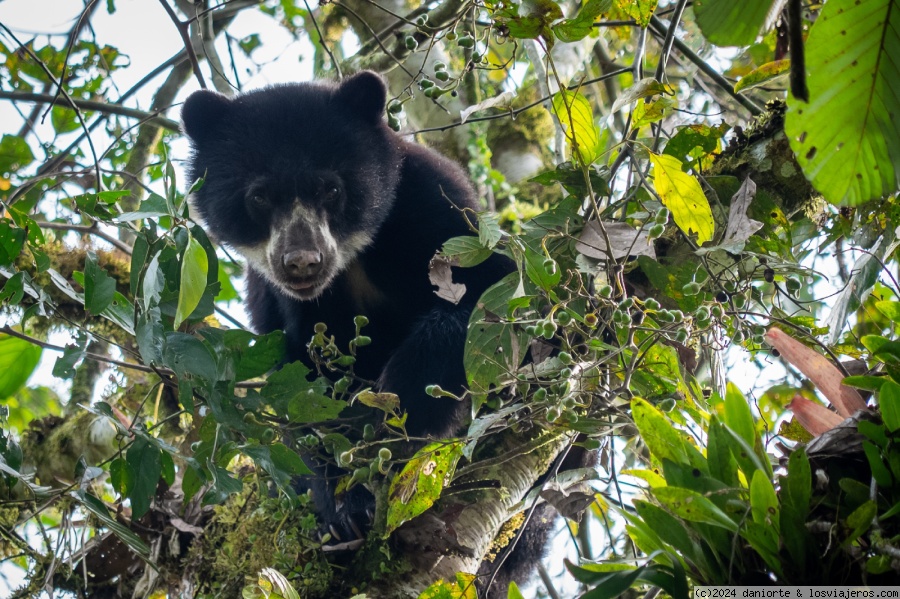 Oso de anteojos