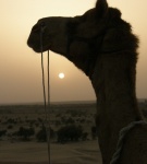 Paseo en Camello en el desierto de Jaisalmer (India)