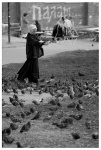 Palomas en Sergiyev Posad