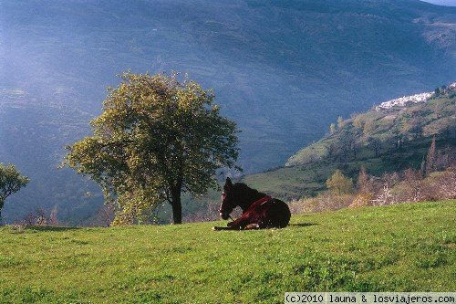 Mulo con vistas a Capileira