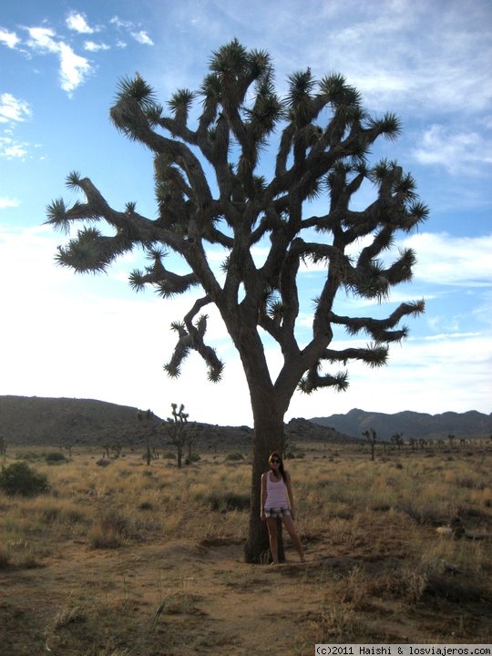 Joshua Tree (California)