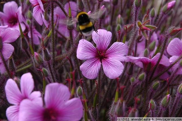Flora y fauna de Funchal-Madeira