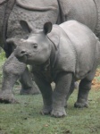 Chitwan Marzo 2011. Bebe Rino.