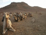 camellos del desierto de Essaouira
