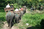 Paseo en Elefante