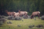 Herd of Deer - Yellowstone National Park