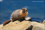 Groundhog at Ellery Lake - Yosemite National Park