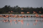 Flamingos in Chaco - Paraguay