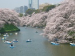 Cerezos en Flor en el parque Chidorigafuchi - Tokio