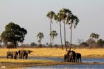 Elefantes en Hwange...
