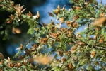 Mariposas Monarca - Michoacán (México)