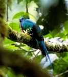 Pájaro Quetzal - Panamá