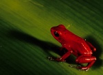 Rana roja - Panamá
