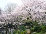 Cerezos en flor en el Parque Ueno - Tokio