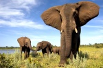 Elefantes africanos...
