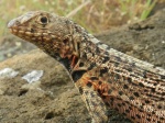 Islas Galapagos