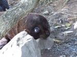 Fauna de Nueva Zelanda