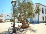 Bicleta a la sombra. Formentera