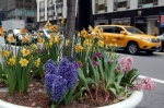 Primavera en Nueva York