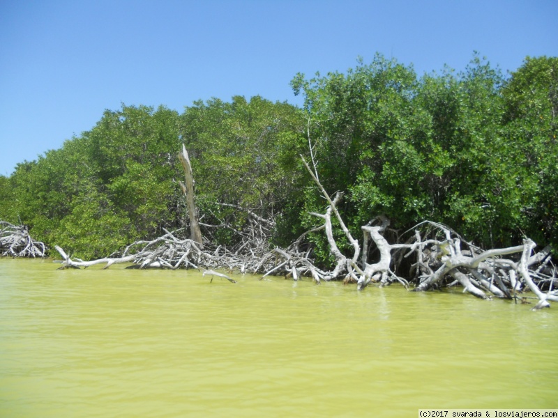 Manglar en Ría Lagartos