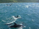 Delfines en la costa de Kaikoura