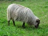 oveja